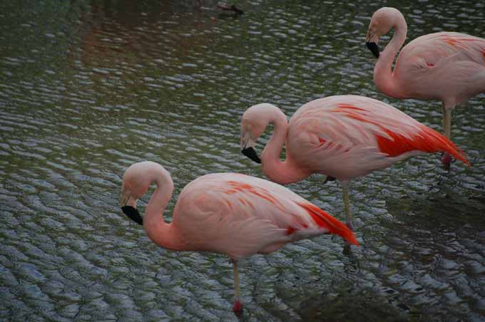 flamingo